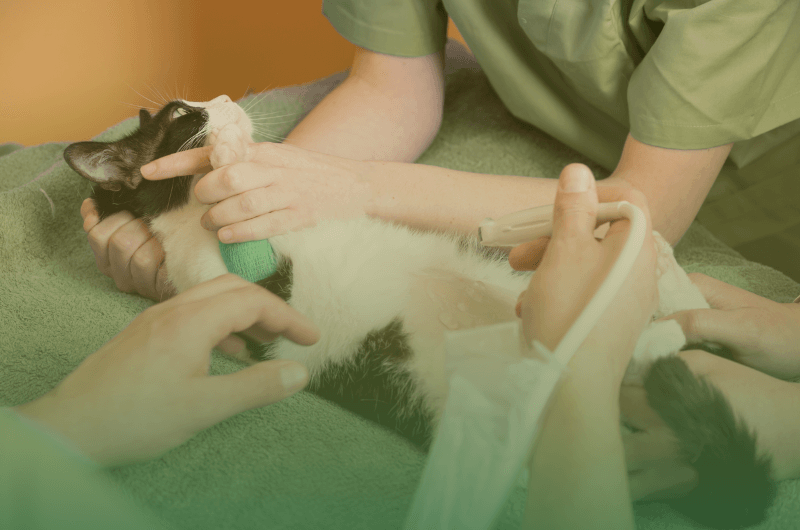 Diagnóstico por imagen