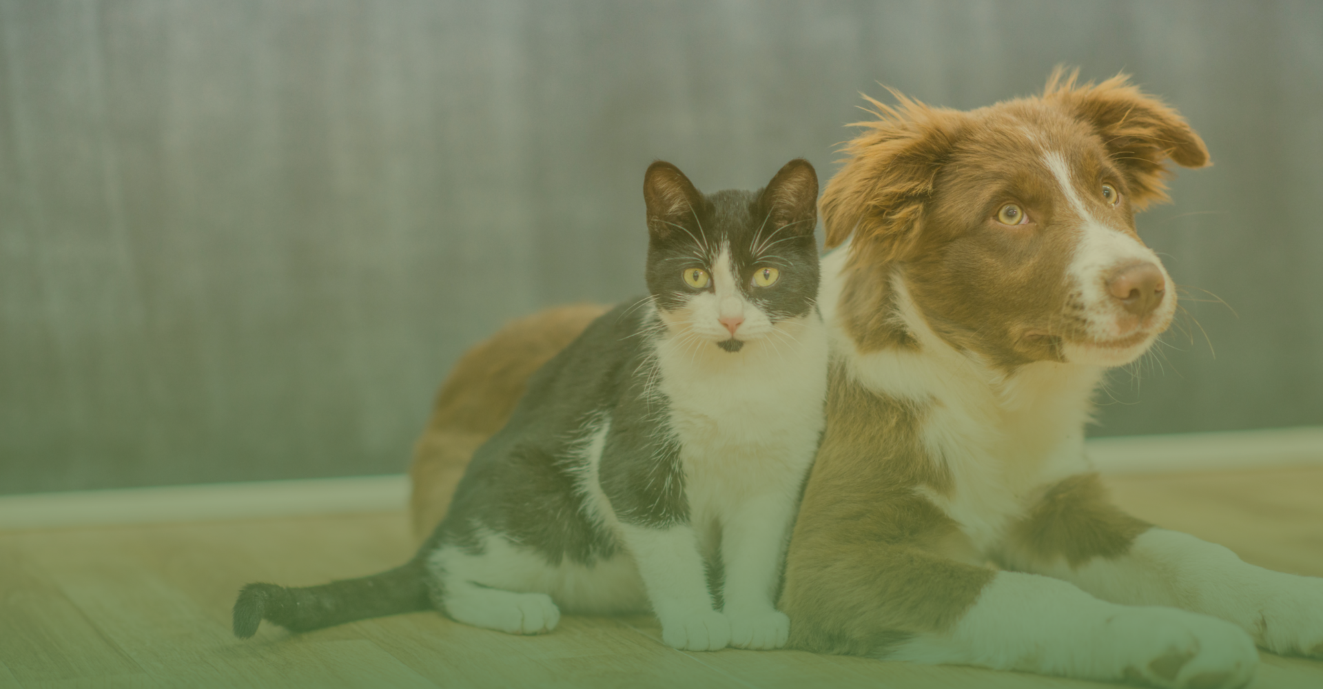 Clínica Veterinaria MonteAlto