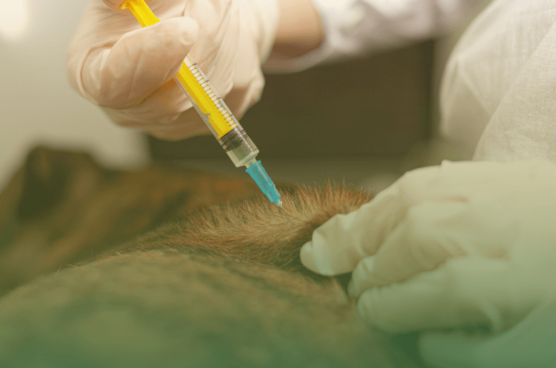 Vacunación y Desparasitación